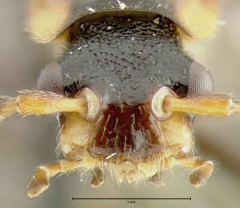 Media type: image;   Entomology 24187 Aspect: head frontal view